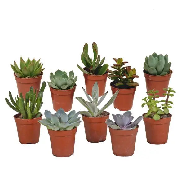 Vetplanten mix 5.5 cm - 10x - zonder pot  BotanicBridge