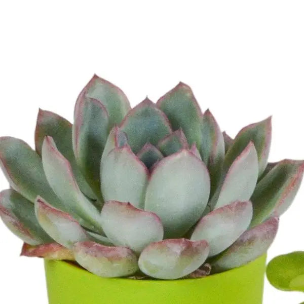 Vetplanten mix 5.5 cm - 5x - in gekleurde plasticpot  BotanicBridge