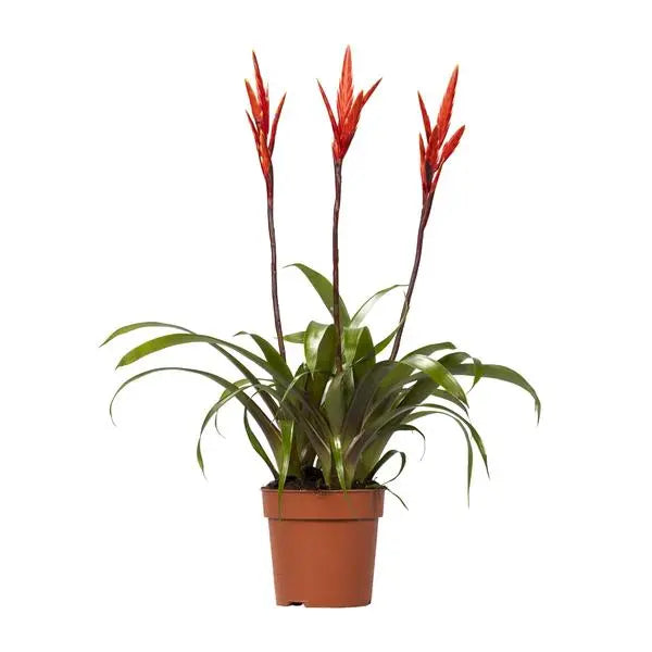 Vriesea Elan Toef - Ø12cm - ↕55cm  BotanicBridge