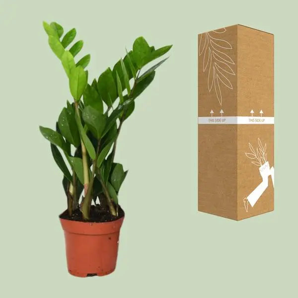 Zamioculcas Zamiifolia - Ø12cm - ↕40cm  BotanicBridge