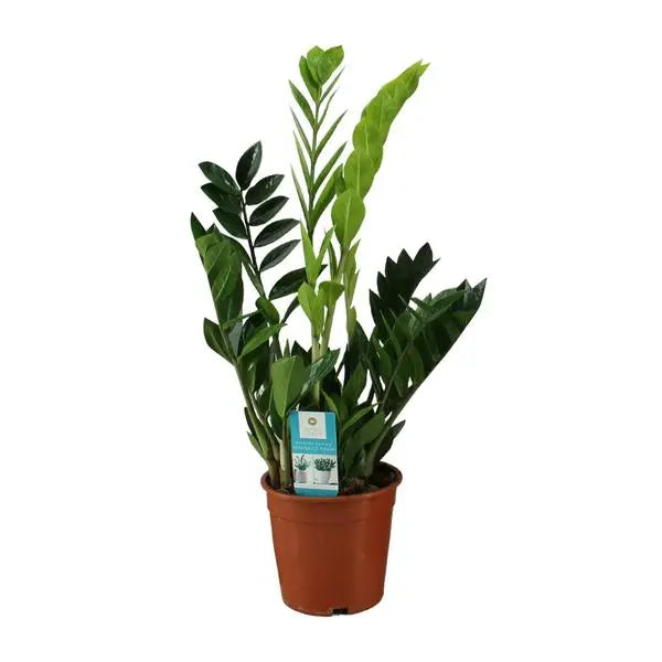 Zamioculcas Zamiifolia - Ø17cm - ↕65cm  BotanicBridge