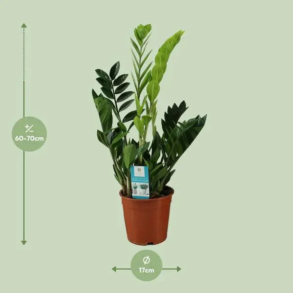 Zamioculcas Zamiifolia - Ø17cm - ↕65cm  BotanicBridge