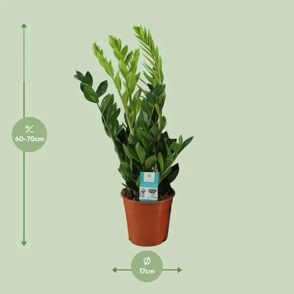 Zamioculcas Zamiifolia - Ø17cm - ↕65cm  BotanicBridge