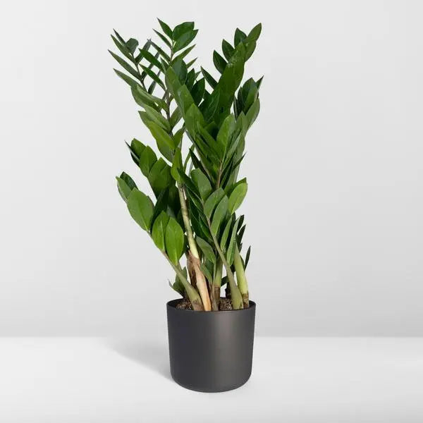 Zamioculcas Zamiifolia - Ø17cm - ↕70cm  BotanicBridge