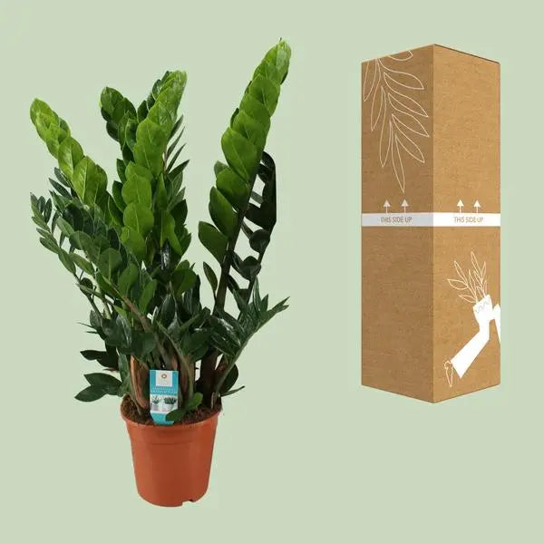 Zamioculcas Zamiifolia - Ø21cm - ↕80cm  BotanicBridge