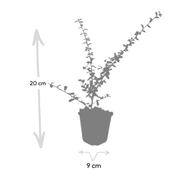 Cotoneaster suec. 'Coral Beauty' - ↕10-25cm - Ø9cm - 12x  BotanicBridge