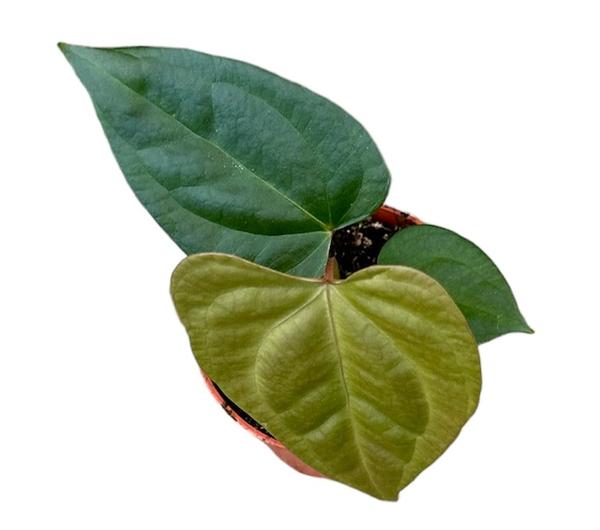 Anthurium Nigrolaminum Gigi X Forgetii - Ø10,5cm - ↕15cm  BotanicBridge