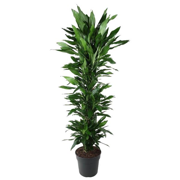 Dracaena Janet Lind vertakt - 170 cm - ø34  BotanicBridge