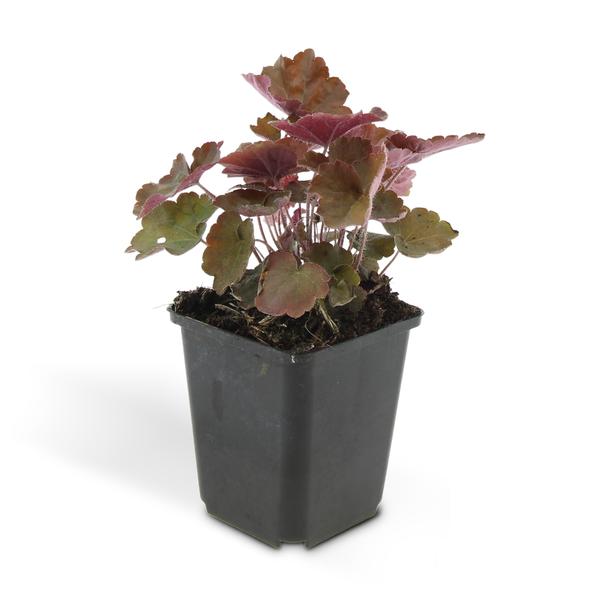 Heuchera mic. 'Palace Purple' - ↕10-25cm - Ø9cm - 12x  BotanicBridge