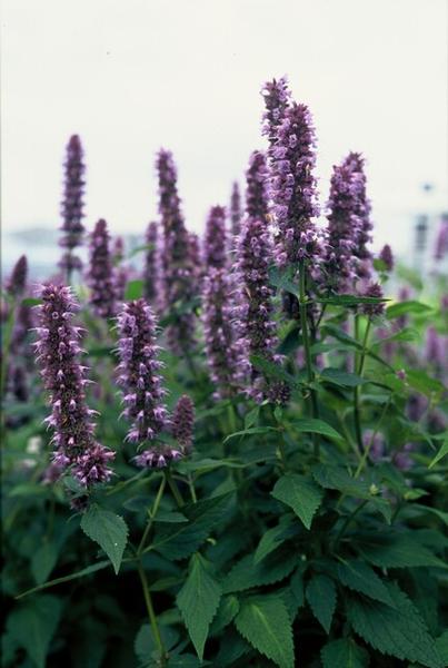 Agastache 'Blue Fortune' - ↕10-25cm - Ø9cm - 40x  BotanicBridge