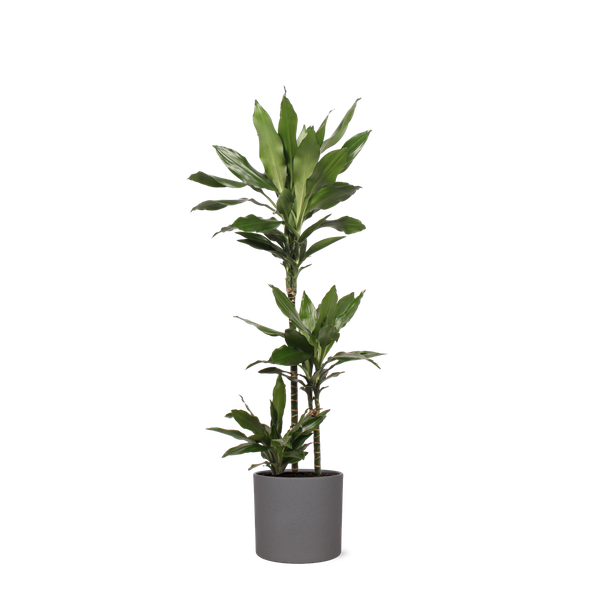 Dracaena Janet Lind Ø24cm ↕120cm in Era ANTRACIET pot  BotanicBridge