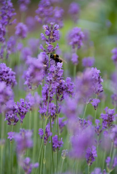 Lavandula ang. 'Munstead' - ↕10-25cm - Ø9cm - 6x  BotanicBridge