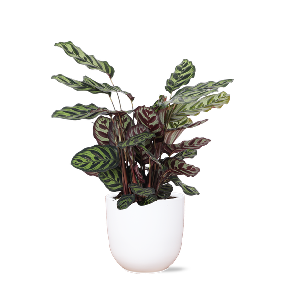 Calathea Makoyana Ø21cm - ↕70cm in Boule WIT pot  BotanicBridge