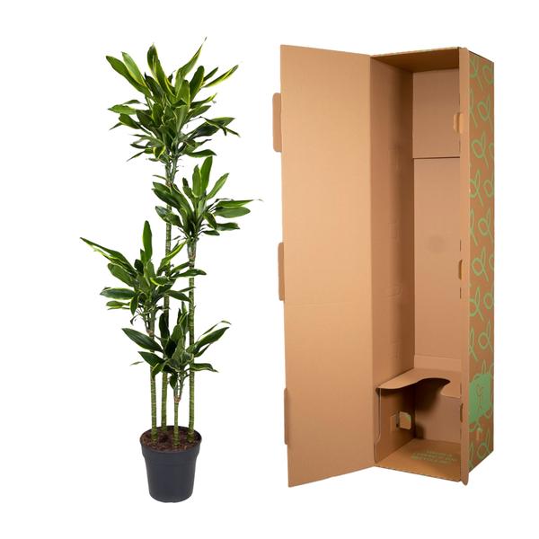 Dracaena Golden Coast - 170 cm - ø27  BotanicBridge