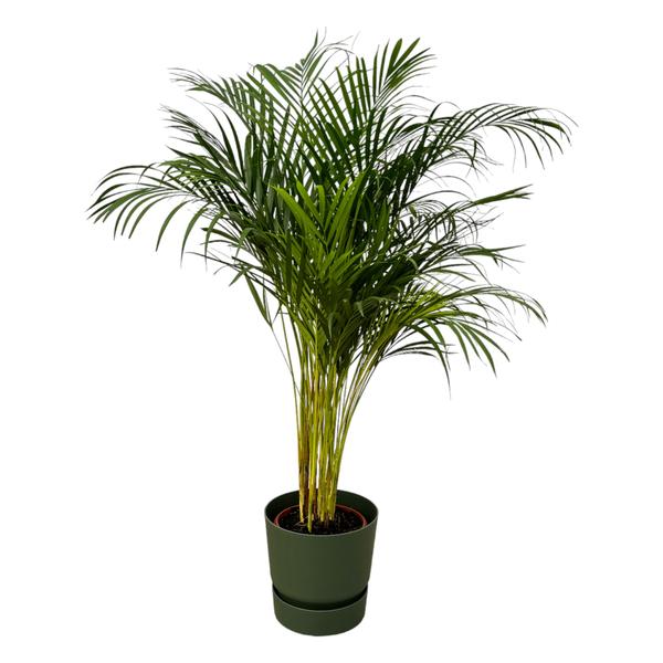 Areca palm - ↨130cm - Ø24cm inclusief elho Greenville Round groen D30xH28  BotanicBridge