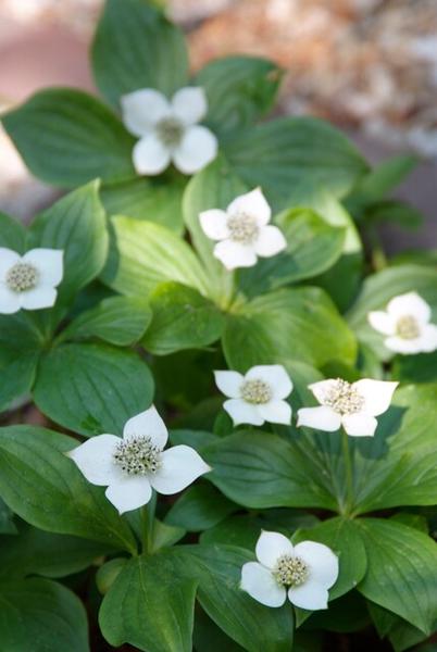 Cornus canadensis - ↕10-25cm - Ø9cm - 6x  BotanicBridge