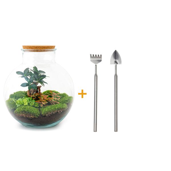 DIY terrarium - Bolder Bob Bonsai - ↕ 30 cm - Rake + Shovel  BotanicBridge