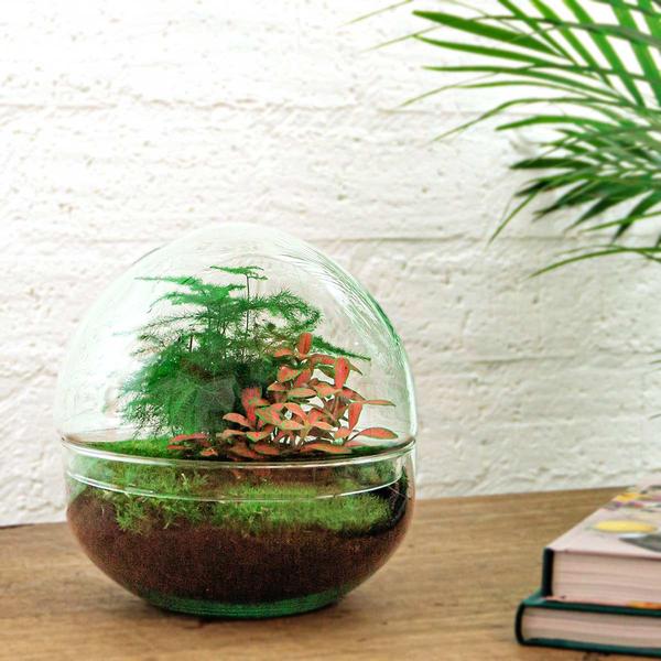 DIY terrarium - Dome Red - ↕ 20 cm - Rake + Shovel  BotanicBridge