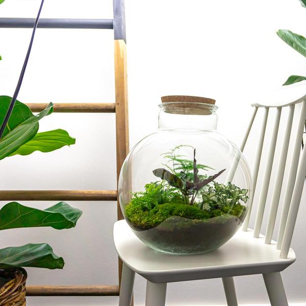 DIY terrarium - Bolder Bob - ↕ 30 cm - Normal  BotanicBridge