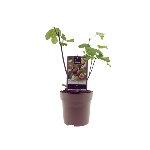 Ficus Bornholm (15017) - Ø15cm - ↕40cm  BotanicBridge