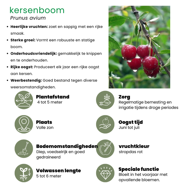 Biologische Fruitbomen set van 4 - Appel, Peer, Kers en Pruim - 4 x Ø 20 cm - ↨ 60 cm  BotanicBridge