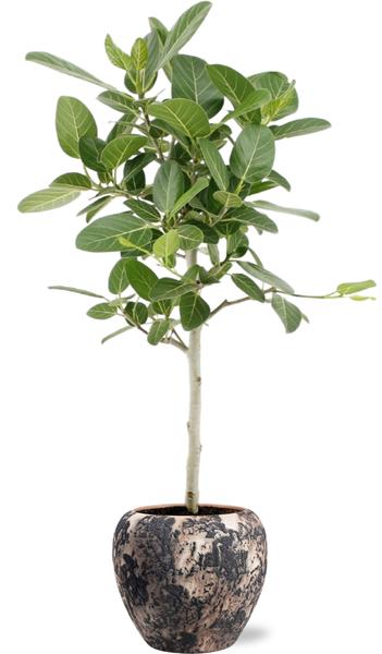 Ficus Benghalensis Petite Audrey - Ø21cm - ↕75cm + Doug Pot D24x22cm - Zwart Beige  BotanicBridge