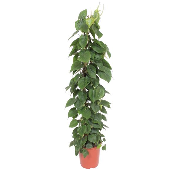 Philodendron Scandens gaasrek - 150 cm - ø27  BotanicBridge