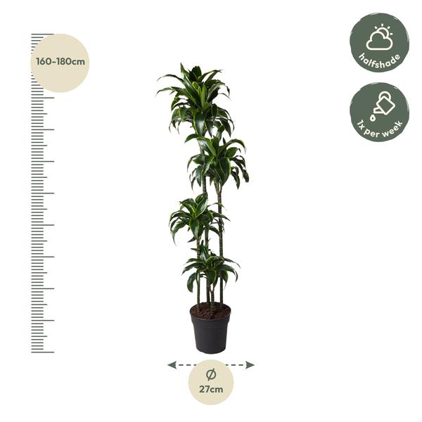 Dracaena Dorado - 170 cm - ø27  BotanicBridge