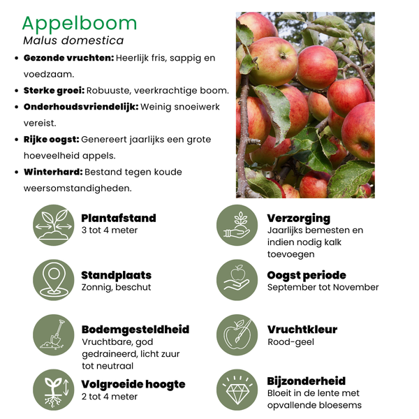 Biologische Fruitbomen set van 4 - Appel, Peer, Kers en Pruim - 4 x Ø 20 cm - ↨ 60 cm  BotanicBridge