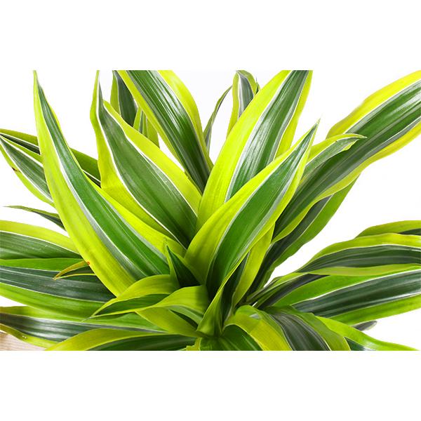 Dracaena Lemon Lime Ø21cm - ↕65cm in Boule TAUPE pot  BotanicBridge