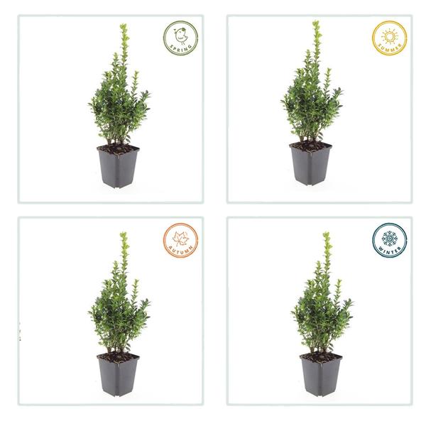 Buxus Sempervirens - ↕10-25cm - Ø9cm - 6x  BotanicBridge