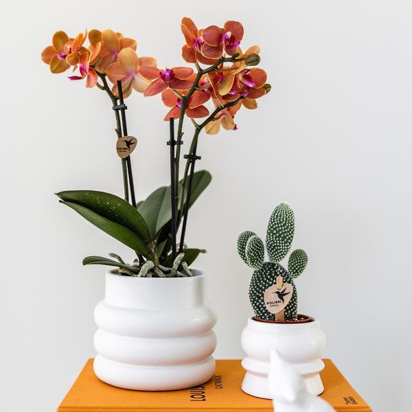 Kolibri Orchids | Oranje Phalaenopsis orchidee - Mineral Bolzano + Bubble pot white - potmaat Ø9cm | bloeiende kamerplant - vers van de kweker  BotanicBridge