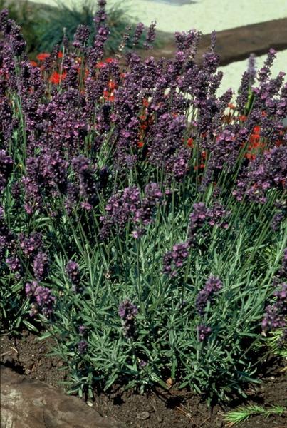 Lavandula ang. 'Munstead' - ↕10-25cm - Ø9cm - 40x  BotanicBridge