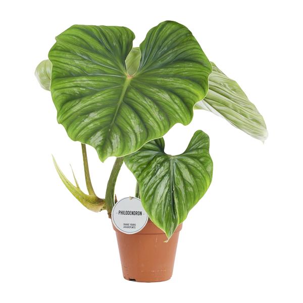 Philodendron Plowmanii - Ø15cm - ↕50cm  BotanicBridge