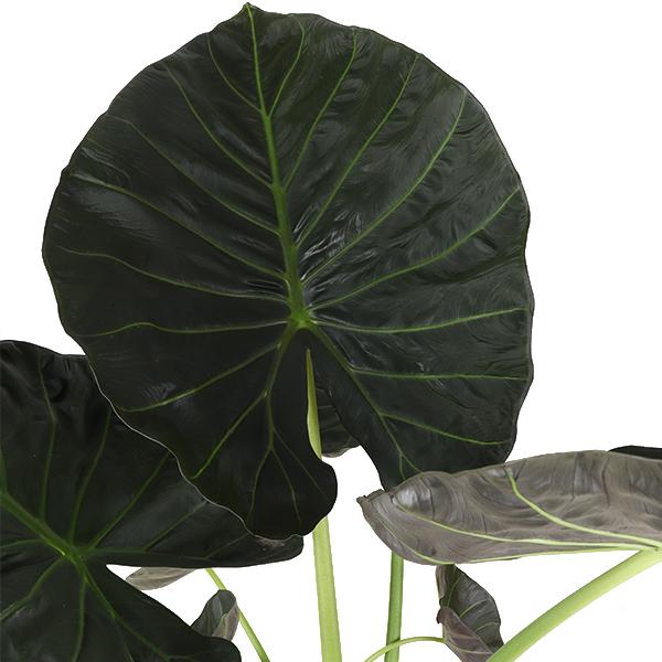 Alocasia Regal Shield Ø24cm - ↕110cm  BotanicBridge