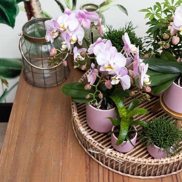 Kolibri Home | Gold foot pink bloempot - Roze keramieken sierpot met gouden rand - Ø12cm  BotanicBridge