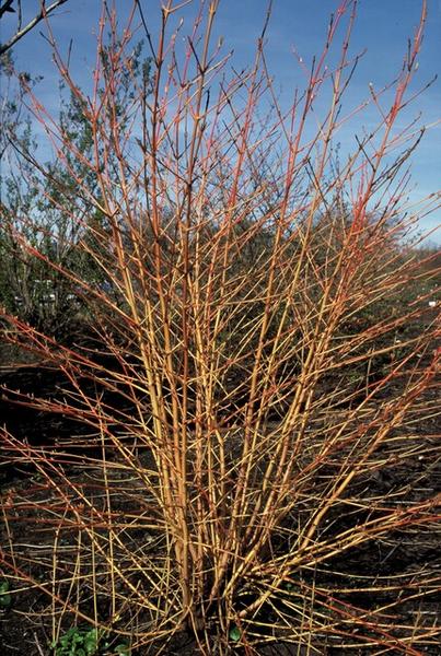 Cornus sang. 'Anny's Winter Orange' - ↕10-25cm - Ø9cm - 40x  BotanicBridge