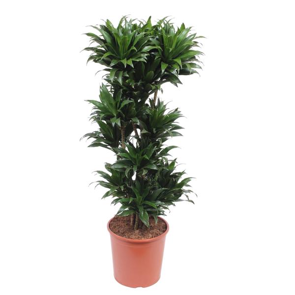 Dracaena Compacta - 140 cm - ø30  BotanicBridge