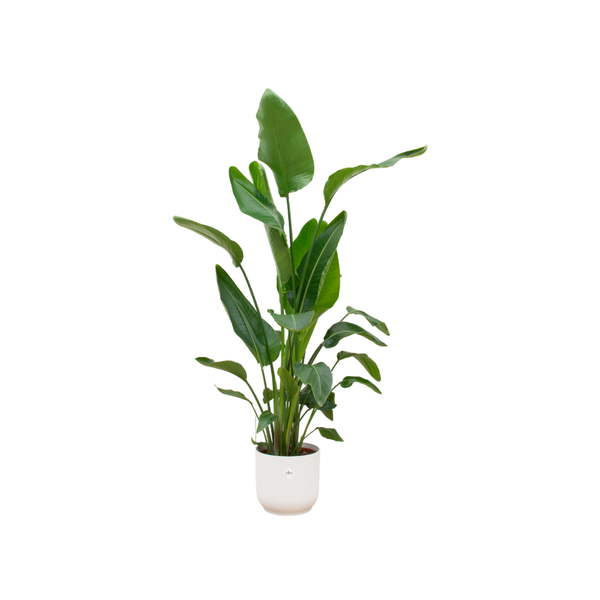 Strelitzia Nicolai inclusief elho Vibes Fold Round wit - 160cm - Ø30  BotanicBridge