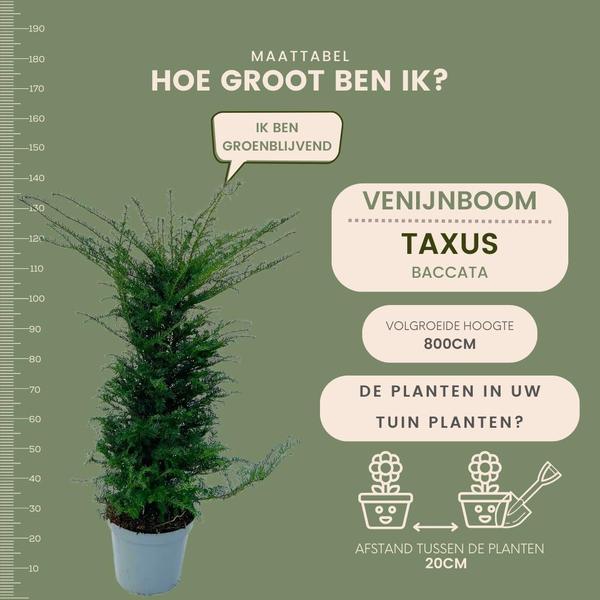 Grote taxus planten voor 10 strekkende meter haag | - 12L - 20 x | ↨ 100-125 cm  BotanicBridge