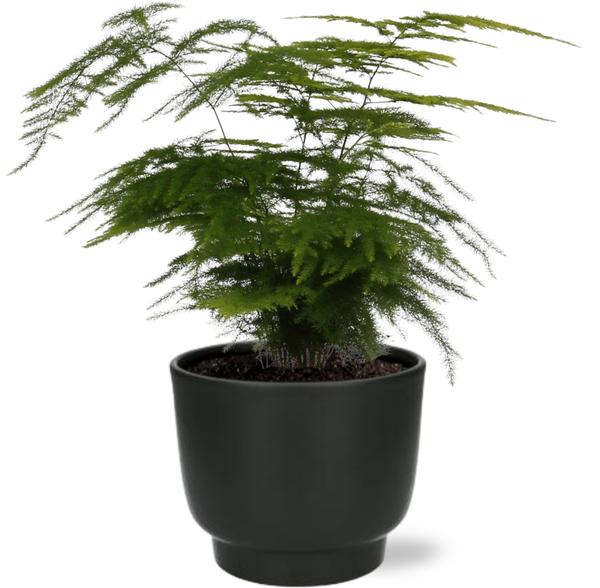 Asparagus Setaceus - Ø12cm - ↕35cm + Potenza Pot D13x11cm - Zwart  BotanicBridge