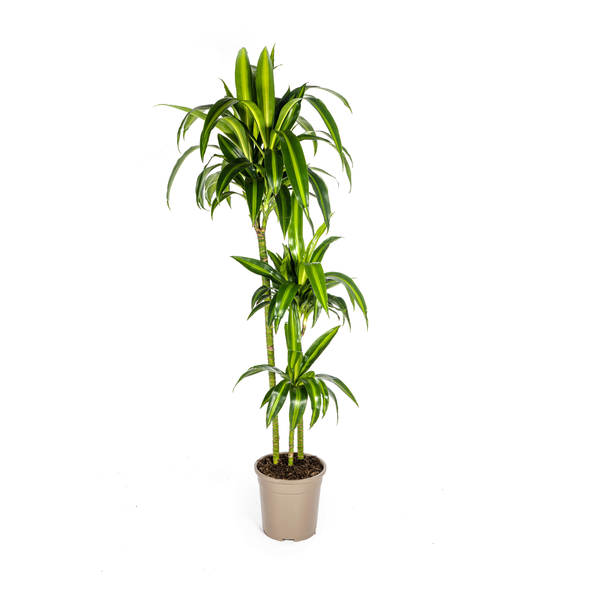 Dracaena Deremensis Hawaiian Sunshine Ø24cm - ↕140cm  BotanicBridge