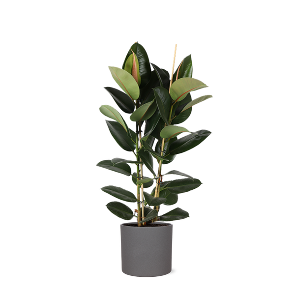 Ficus Elastica Robusta Ø24cm - ↕110cm in Era ANTRACIET pot  BotanicBridge