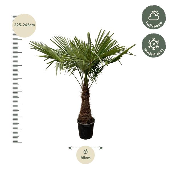 Trachycarpus - 220cm- Ø45  BotanicBridge