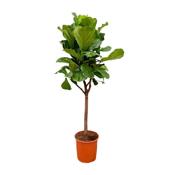 Ficus Lyrata boom - 170cm - ⌀30  BotanicBridge