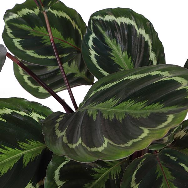 Calathea Medaillon Ø21cm - ↕70cm in Boule taupe pot  BotanicBridge