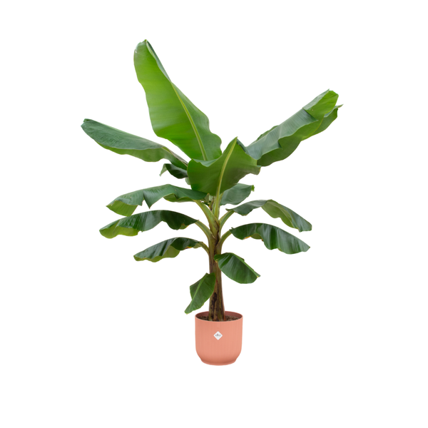 Combi deal - Bananenplant (Musa) inclusief elho Vibes Fold Round roze Ø30 - 180 cm  BotanicBridge