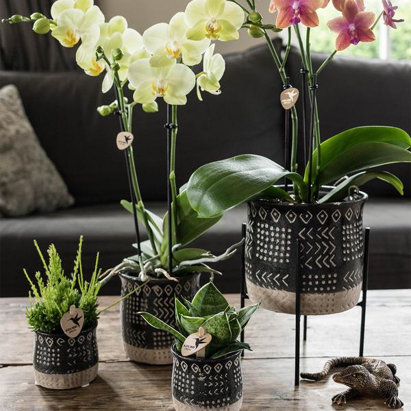 Kolibri Home | Plantenstandaard - Zwart metalen planten verhoging Ø12cm  BotanicBridge