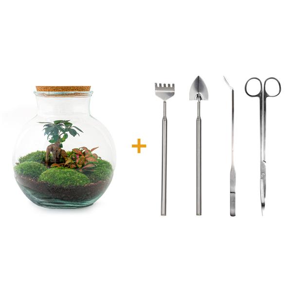 DIY terrarium - Teddy bonsai - ↕ 26,5 cm - Rake + Shovel + Tweezer + Scissors  BotanicBridge