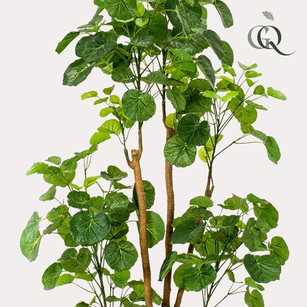 Kunstplant - Polyscias - Aralia - 160 cm  BotanicBridge